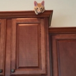 Intel, Savannah, Non-Standard, Cinnamon, F-6B Male