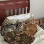 Intel, Savannah, Non-Standard, Cinnamon, F-6B Male