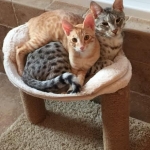 Intel, Savannah, Non-Standard, Cinnamon, F-6B Male