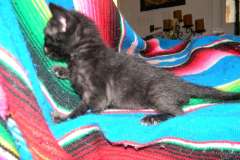 Rossignol, Savannah F-6SBT Black on Black Female #1 DOB 3-13-16