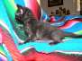 Rossignol, Savannah F-6SBT Black on Black Female #1 DOB 3-13-16