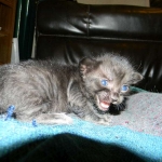 Savannah, Black on Black female DOB 3-13-16