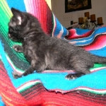 Savannah, Black on Black female DOB 3-13-16