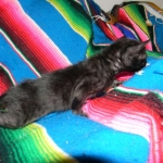 Savannah, Black on Black female DOB 3-13-16