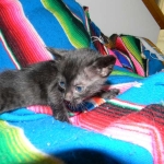 Savannah, Black on Black female DOB 3-13-16