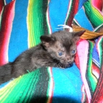 Savannah, Black on Black female DOB 3-13-16