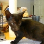 Savannah, Black on Black female DOB 3-13-16