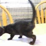 Savannah, Black on Black female DOB 3-13-16