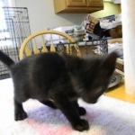 Savannah, Black on Black female DOB 3-13-16