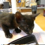Savannah, Black on Black female DOB 3-13-16