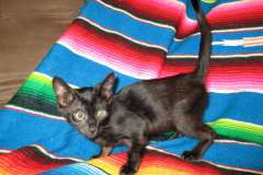 Kalika Savannah F-6SBT Black on Black female #2 DOB 3-13-16