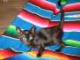 Kalika Savannah F-6SBT Black on Black female #2 DOB 3-13-16