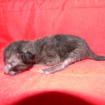 F-6SBT savannah, female, black on black, dob 3-13-16