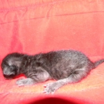 F-6SBT savannah, female, black on black, dob 3-13-16