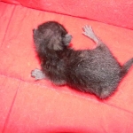 F-6SBT savannah, female, black on black, dob 3-13-16