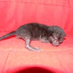 F-6SBT savannah, female, black on black, dob 3-13-16