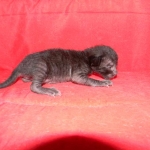 F-6SBT savannah, female, black on black, dob 3-13-16