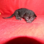 F-6SBT savannah, female, black on black, dob 3-13-16