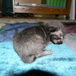 F-6SBT savannah, female, black on black, dob 3-13-16