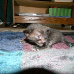 F-6SBT savannah, female, black on black, dob 3-13-16