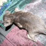 F-6SBT savannah, female, black on black, dob 3-13-16