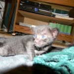 F-6SBT savannah, female, black on black, dob 3-13-16