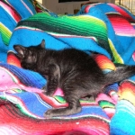 F-6SBT savannah, female, black on black, dob 3-13-16
