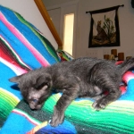 F-6SBT savannah, female, black on black, dob 3-13-16