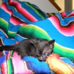 F-6SBT savannah, female, black on black, dob 3-13-16