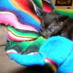 F-6SBT savannah, female, black on black, dob 3-13-16