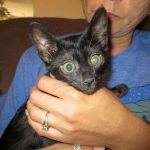 F-6SBT savannah, female, black on black, dob 3-13-16