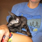 F-6SBT savannah, female, black on black, dob 3-13-16