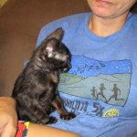 F-6SBT savannah, female, black on black, dob 3-13-16