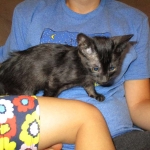 F-6SBT savannah, female, black on black, dob 3-13-16