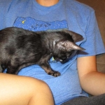 F-6SBT savannah, female, black on black, dob 3-13-16