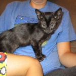 F-6SBT savannah, female, black on black, dob 3-13-16