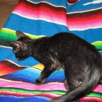 F-6SBT savannah, female, black on black, dob 3-13-16