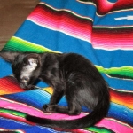 F-6SBT savannah, female, black on black, dob 3-13-16