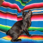 F-6SBT savannah, female, black on black, dob 3-13-16