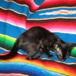 F-6SBT savannah, female, black on black, dob 3-13-16