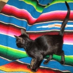 F-6SBT savannah, female, black on black, dob 3-13-16