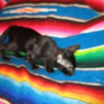 F-6SBT savannah, female, black on black, dob 3-13-16