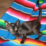 F-6SBT savannah, female, black on black, dob 3-13-16