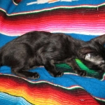 F-6SBT savannah, female, black on black, dob 3-13-16