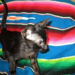 F-6SBT savannah, female, black on black, dob 3-13-16