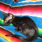 F-6SBT savannah, female, black on black, dob 3-13-16