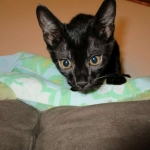 F-6SBT savannah, female, black on black, dob 3-13-16