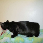 F-6SBT savannah, female, black on black, dob 3-13-16