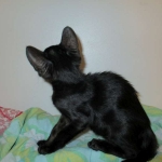 F-6SBT savannah, female, black on black, dob 3-13-16