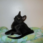 F-6SBT savannah, female, black on black, dob 3-13-16